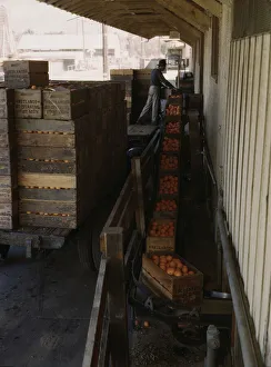 Yard Gallery: Growers bringing in their crop to a co-op orange packing plant, Redlands, Calif. 1943