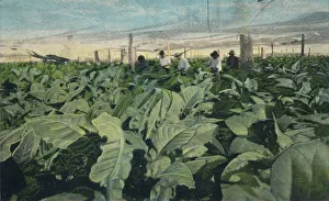 Hothouse Prints: Growing Tobacco, Cuba, 1909