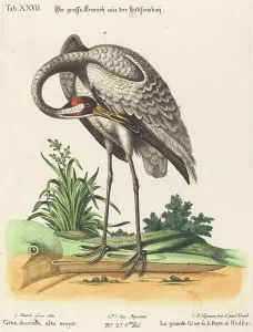 Seeligmann Johann Michael Prints: Grus Americana, alta major. Creator: Johann Michael Seligmann