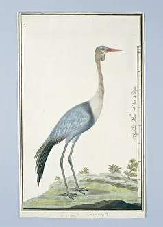 Wading Bird Prints: Grus carunculatus/ Bugeranus carunculatus (Wattled crane)