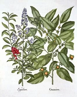 Medicinal Gallery: Guaiacum and Chinese Privet, from Hortus Eystettensis, by Basil Besler (1561-1629), pub
