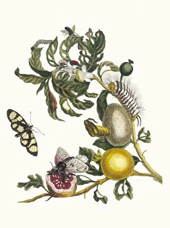 Botanical Illustration Gallery: Guajaves. From the Book Metamorphosis insectorum Surinamensium, 1705