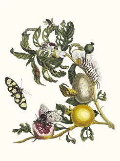 Plant Science Prints: Guajaves. From the Book Metamorphosis insectorum Surinamensium, 1705
