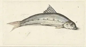 Gudgeon, 1739-1812. Creator: Johannes le Francq van Berkhey