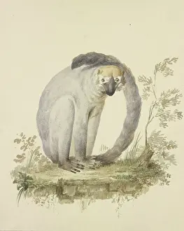 Monkies Prints: A guenon, 18th century. Creator: Tako Hajo Jelgersma