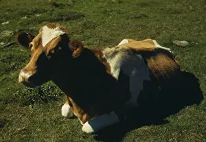 Lying Gallery: Guernsey cow or calf lying on the ground, between 1941 and 1942. Creator: Unknown