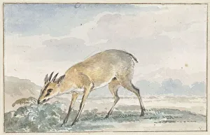 Schouman Aert Van Prints: Guinea damsel goat or Sylvicapra Grimmia, 1765. Creator: Aert Schouman