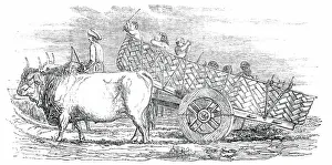Beast Of Burden Prints: Gujerat Village-Cart, 1850. Creator: Unknown