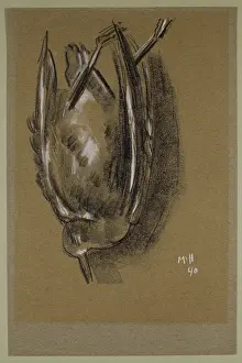 Gull, c1940. Creator: Marsden Hartley