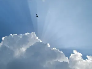 Sunlit Collection: Gull and Glory. Creator: Eve Turek