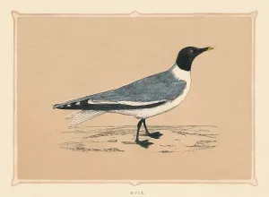 Francis Orpen Morris Prints: Gull, (Laridae), c1850, (1856)