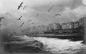 Images Dated 16th April 2008: Gulls at Brighton, East Sussex, early 20th century