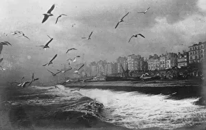 Images Dated 16th April 2008: Gulls at Brighton, East Sussex, early 20th century