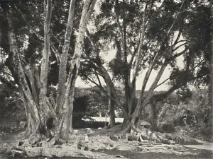 Ficus Prints: Gummibaume (Ficus elastica), 1926