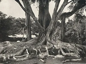 Ficus Prints: Gummibaume wie Tafel 14, Teilansicht der Brettwurzeln, 1926