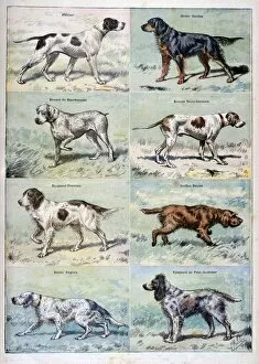 Hunting Dog Collection: Gun dogs, 1897. Artist: P Mahler