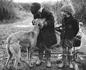 Boxall Prints: Gypsy boys with dog, Surrey, 1960s