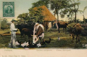 Ciudad De La Habana Prints: Habana. Escena campestre - Cuban Barnyard, c1910