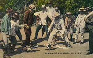 Cock Fight Prints: Habana. Rina de Gallos. Cock-fight, c. 1900s
