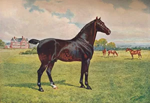 Stallion Prints: Hackney Pony stallion Berkeley Model, c1900 (c1910). Artist: Henry Powell Palfrey