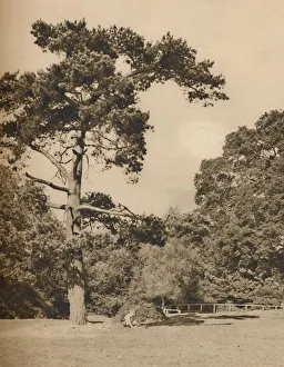 Evergreen Prints: In Hadley Woods, Remnant of the Old Royal Hunting Forest of Enfield Chase, c1935