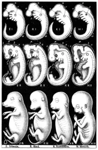 Theory Of Evolution Prints: Haeckels comparision of embryos of Pig, Cow, Rabbit and Man. Artist: Ernst Haeckel