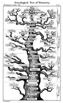 Haeckels scheme of evolution displayed in the form of a tree, 1910. Artist: Ernst Haeckel Haeckels scheme of evolution displayed in the form of a tree, 1910. Artist: Ernst Haeckel