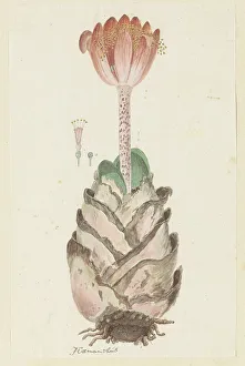 Haemanthus coccineus L. (Blood flower), 1777-1786. Creator: Robert Jacob Gordon