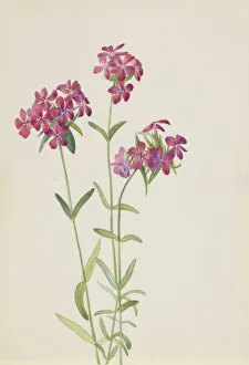 Watercolor On Paper Prints: Hairy Phlox (Phlox amoena), ca. early 1930s. Creator: Mary Vaux Walcott