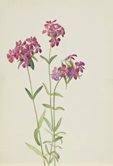 Flowering Gallery: Hairy Phlox (Phlox amoena), ca. early 1930s. Creator: Mary Vaux Walcott