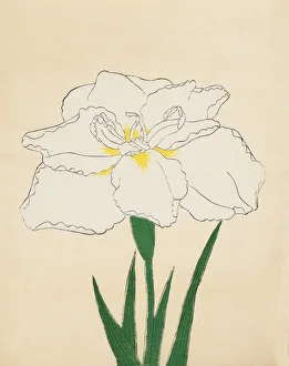 Japanese Iris, Haku-O-Den, Colour Woodblock Print 1890. Art Prints
