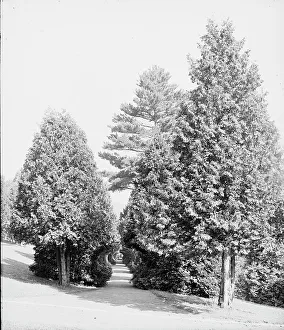 Cedar Prints: Half through the cedars, Fort William Henry Hotel