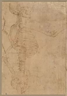 Half-Length Skeleton in Profile, early 1540s. Creator: Battista Franco (Italian, 1498?-1561)