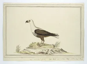 Intelligence Prints: Haliaetus vocifer (African fish eagle), 1777-1786. Creator: Robert Jacob Gordon