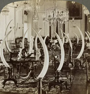 Hall of Tusks, in the home of Lady de Soysa, Bambalapitiya, Colombo, Ceylon, 1903. Artist: Underwood & Underwood