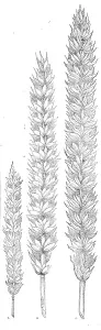 Seed Prints: Hallett's pedigree nursery wheat, 1862. Creator: Unknown