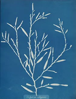 Earliest Prints: Halydrys siliquosa, ca. 1853. Creator: Anna Atkins