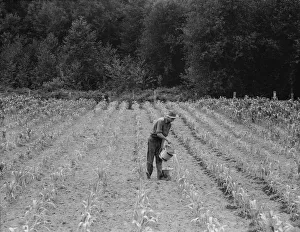 Irrigation Prints: Hand irrigation on small rented subsistence farm
