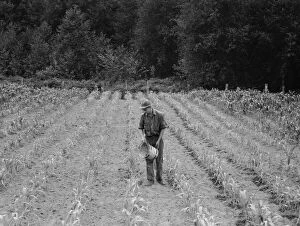 Hand irrigation on small rented...farm, Grays Harbor County, Western Washington, 1939. Creator: Dorothea Lange