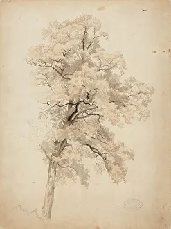 Gustaf Werner Holmberg Prints: Hardwood, 1848-1860. Creator: Werner Holmberg