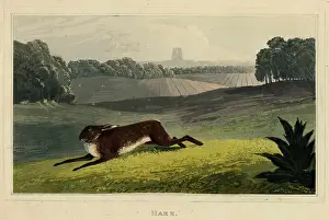 Behaviour Prints: Hare, c1827. Creator: Newton Smith Limbird Fielding