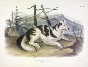 Hare-Indian Dog, Canis Familiaris, 1845