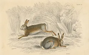 Macgillivray Prints: The Hare (Lepus europaeus), 1828