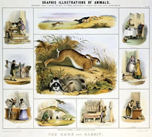 Beaver Hat Gallery: The Hare and the Rabbit, c1850. Artist: Benjamin Waterhouse Hawkins