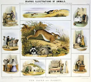 Hare Prints: The Hare and the Rabbit, c1850. Artist: Benjamin Waterhouse Hawkins