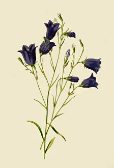 Hulme Prints: Harebell, 1877. Creator: Frederick Edward Hulme