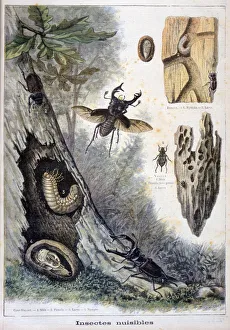 Harmful Prints: Harmful insects, 1897. Artist: F Meaulle