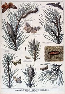 A Clement Gallery: Harmful insects: butterflies and moths that damage pine trees, 1897. Artist: A Clement