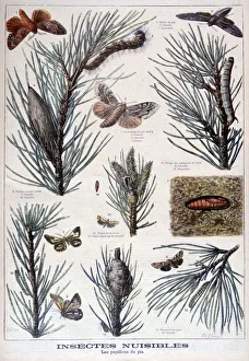 Harmful Prints: Harmful insects: butterflies and moths that damage pine trees, 1897. Artist: A Clement