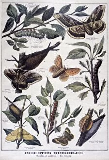 Harmful insects: caterpillars, butterflies and moths, 1897. Artist: F Meaulle